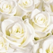 white_dreams